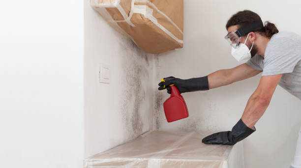 Basement Mold Remediation treatment on basement walls in Netcong